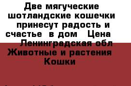 Две мягуческие  шотландские кошечки  принесут радость и счастье  в дом › Цена ­ 1 - Ленинградская обл. Животные и растения » Кошки   